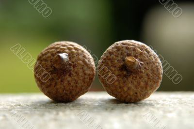Acorns