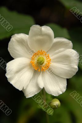  Autumn Flower