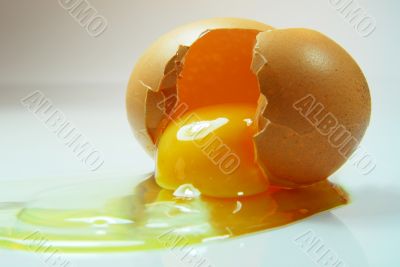 Egg Close-up