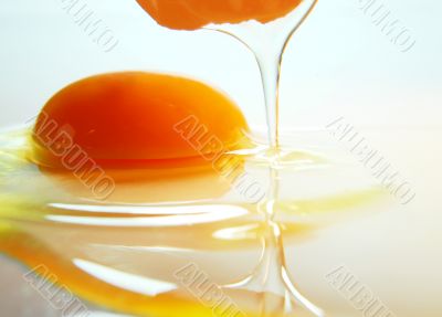 Yolk and Protein