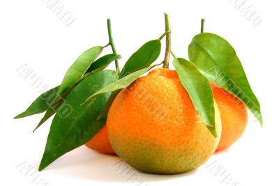 Fresh Clementine