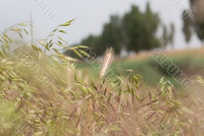 Ear of rye
