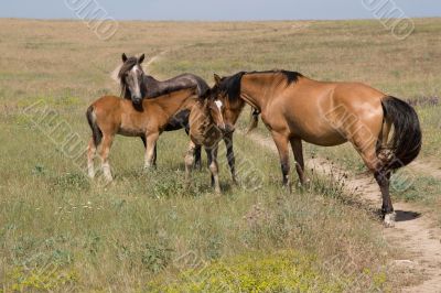 Horses