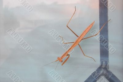 Praying Mantis