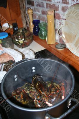 Putting lobsters into the pot