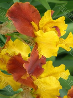flower of an iris