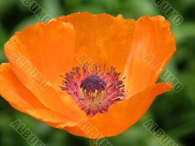 flowers of a poppy.