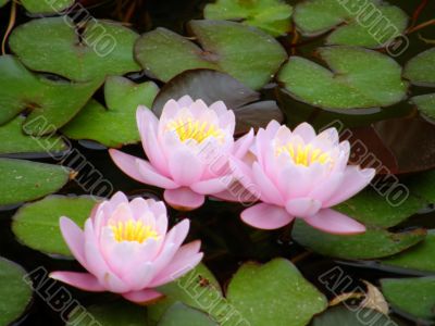 water lily
