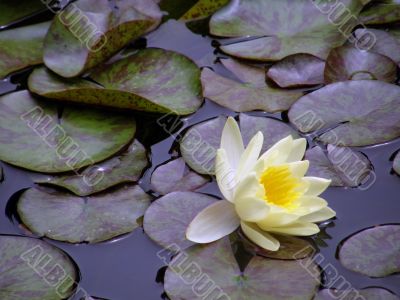 water lily