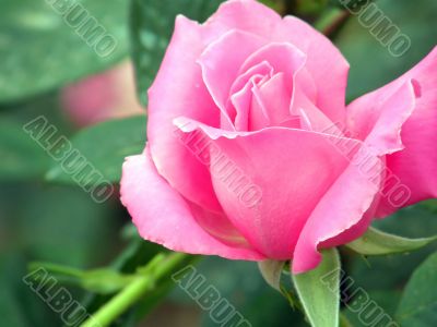 rose