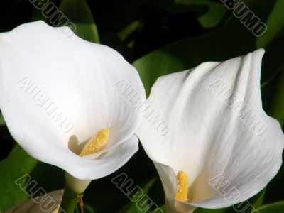 tropical flowers.