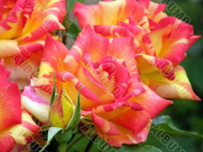 rose