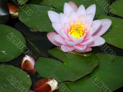 water lily