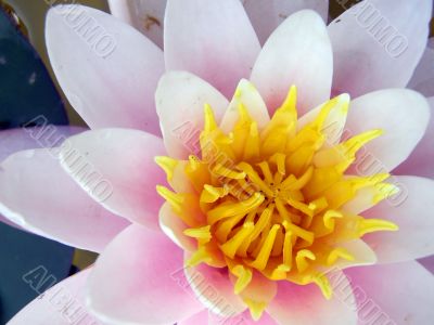 water lily