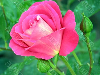rose