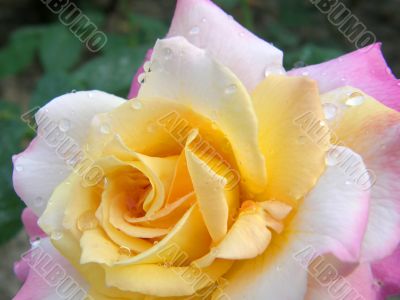 rose
