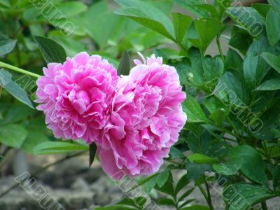 flowers. Peonies