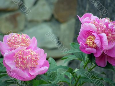 flowers. Peonies