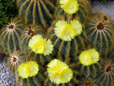 flowers of a cactus