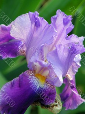 flower of an iris