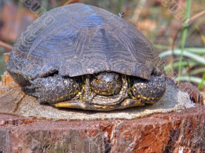 Turtle.