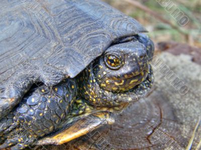 Turtle.