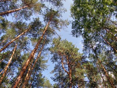 Pine.