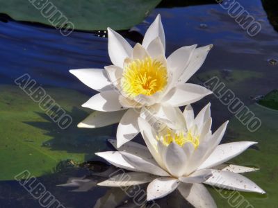 water lily