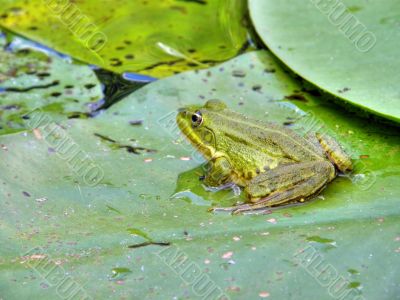 Frog.