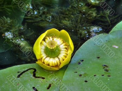water lily