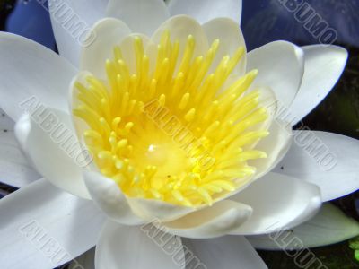 water lily