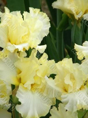 flower of an iris