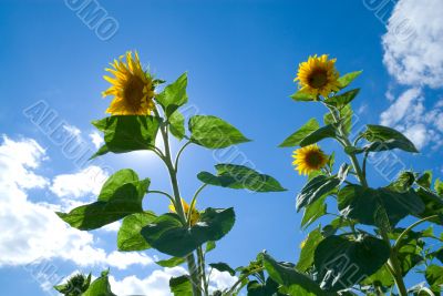 Sunflower in the sun