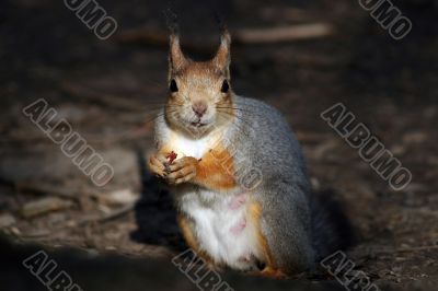 squirrel