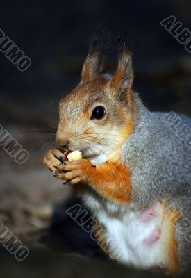 squirrel