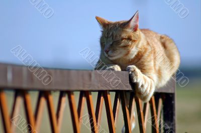 Sleeping cat