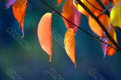 Autumn leaves