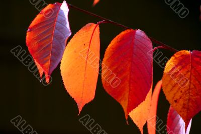 Autumn leaves