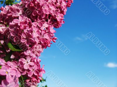 Beautiful lilac bouquet
