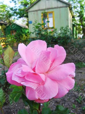 Rose garden