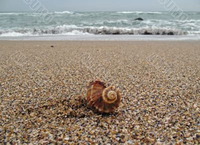 Lonely conch at a beach