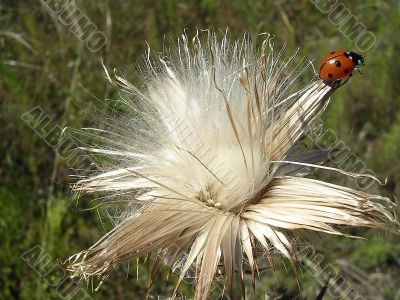 Insect on the flower