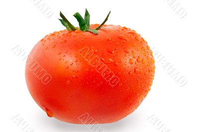 Tomato with drops of water with Clipping Path