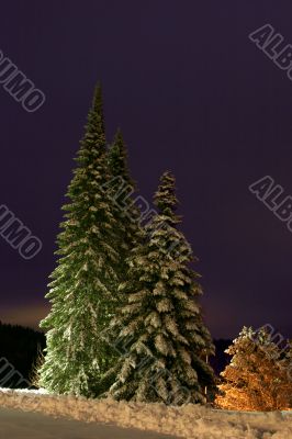 night Fur-trees