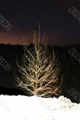 night winter trees