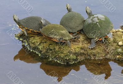 Turtles Sunning