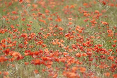 Poppies field