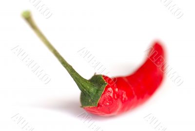 Red Chili Pepper