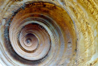 Shell Spiral