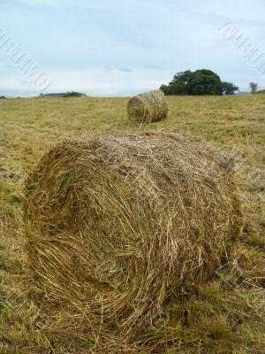 Roll of hay